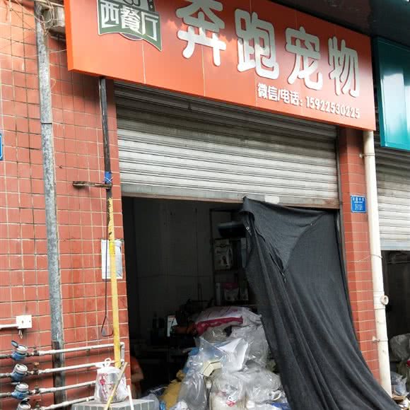 奔跑宠物:重庆城区沙坪坝区小龙坎附近