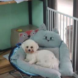 随心宠物:重庆城区沙坪坝区小龙坎附近