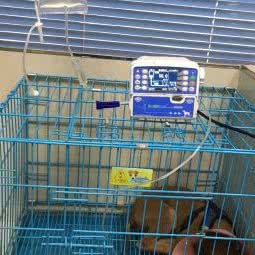 莱恩宠物医院(杨公桥店):重庆城区沙坪坝区杨公桥附近