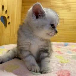 宠爱它(龙湖U城店):重庆城区沙坪坝区大学城附近