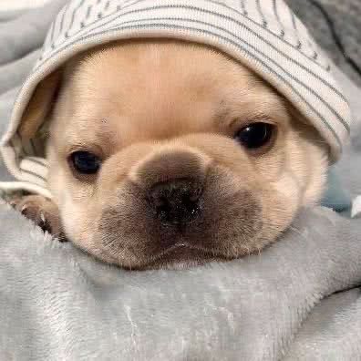 宠物伙伴:重庆城区沙坪坝区大学城附近