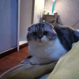 爱宠宣言(龙湖U城店):重庆城区沙坪坝区大学城附近