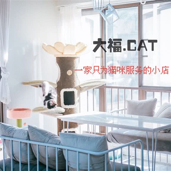 大福猫店:重庆城区沙坪坝区大学城附近