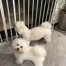 沐沐萌宠屋:重庆城区沙坪坝区微电园附近