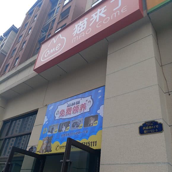 猫来了:重庆城区沙坪坝区微电园附近