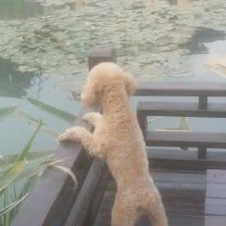 瑞康动物医院(紫晶悦城店):石家庄市长安区盛世长安附近