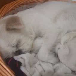 艾米宠物生活馆:重庆城区九龙坡区杨家坪附近