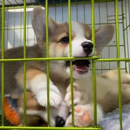 熊仔宠物活体专卖店:重庆城区九龙坡区杨家坪附近