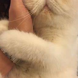 一宠:重庆城区九龙坡区谢家湾附近