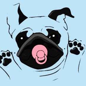 宠遇Meet Pets:重庆城区九龙坡区谢家湾附近