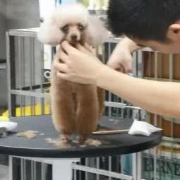 汪小喵宠物店:重庆城区九龙坡区谢家湾附近