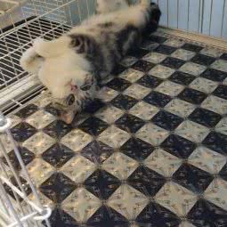 与喵同行:重庆城区九龙坡区袁家岗附近