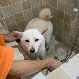 思宠宠物造型馆:重庆城区九龙坡区石桥铺附近