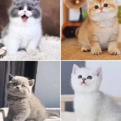 雨萌宠物生活馆:重庆城区九龙坡区石桥铺附近