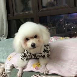 乃宝宠物生活馆:重庆城区九龙坡区巴国城附近