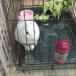 爱宠乐园(火炬大道店):重庆城区九龙坡区巴国城附近