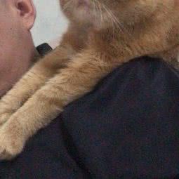 亚当猫咪宠物乐园:重庆城区九龙坡区巴国城附近