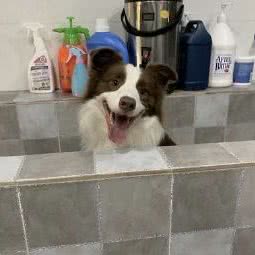 巅峰宠物生活馆:重庆城区九龙坡区巴国城附近