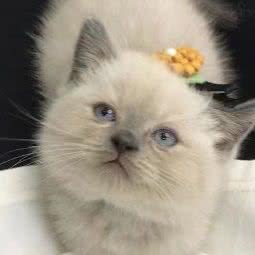 熙熙宠物医院:重庆城区九龙坡区巴国城附近