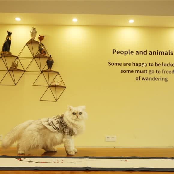 灵动·名猫休闲馆:重庆城区九龙坡区陈家坪附近