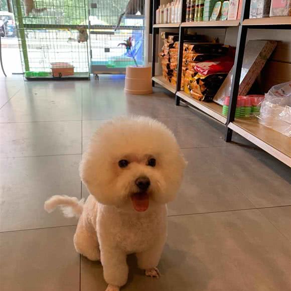 宠艺宠物(盘龙店):重庆城区九龙坡区盘龙附近