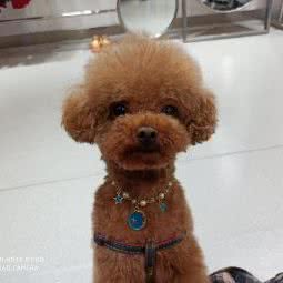 曦熙狗狗馆:重庆城区南岸区南坪附近