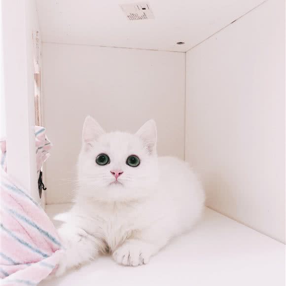 雪宝贝宠物馆:重庆城区南岸区南坪附近