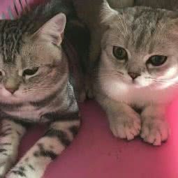 宠物寄养店:重庆城区南岸区南坪附近