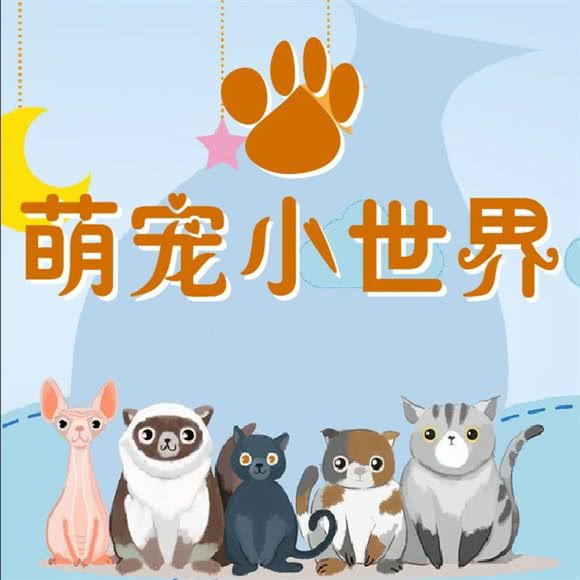 萌宠小世界:重庆城区南岸区南坪附近