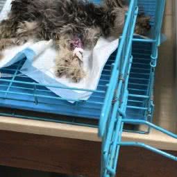 俊萌宠物(南坪万达店):重庆城区南岸区南坪附近