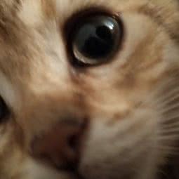 悦宠园宠物酒店(南岸御峰店):重庆城区南岸区南坪附近