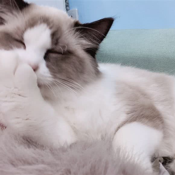 阿凯宠物店:重庆城区南岸区南坪附近