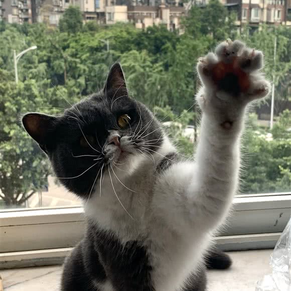 贝利建宠物医院南坪总院:重庆城区南岸区南坪附近