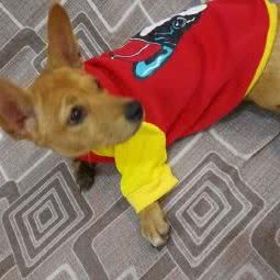 仁爱宠物医院:重庆城区南岸区南坪附近