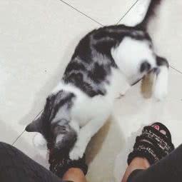 戴氏宠物医院:重庆城区南岸区南滨路附近