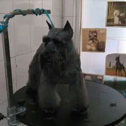 大树宠物:重庆城区南岸区四公里附近