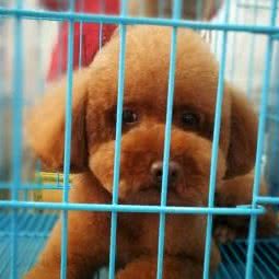 小狗爪宠物医疗美容:重庆城区南岸区福利社附近