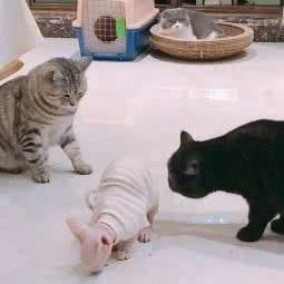 宝可梦猫咪生活馆:重庆城区南岸区茶园新区附近