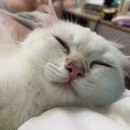 Pici- Pet Store:重庆城区南岸区茶园新区附近