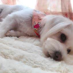 豆顔宠物:重庆城区南岸区茶园新区附近