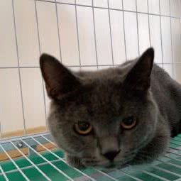 苟福贵宠物生活馆:重庆城区南岸区茶园新区附近