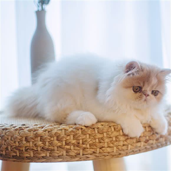 嘤嘤怪猫咖·COFFEE(南坪万达店):重庆城区南岸区万达广场附近