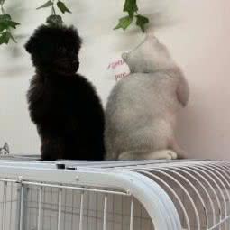 禾惟宠物:重庆城区北碚区蔡家附近