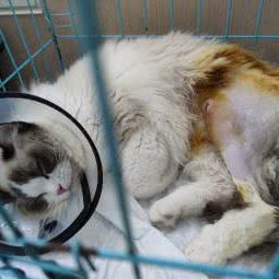 北碚区仁济宠物医院:重庆城区北碚区蔡家附近