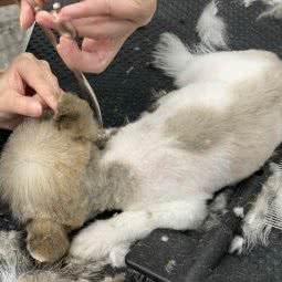 肥猫工作室·一只肥猫の店:重庆城区北碚区月亮田附近