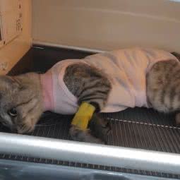 吉利宠物医院:重庆城区大足区大足区附近