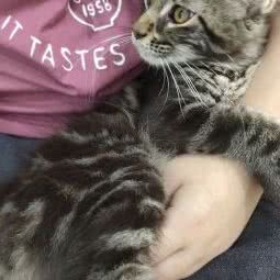 PinkPaw粉爪宠物生活馆:重庆城区渝北区北部新区附近