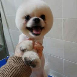 魅宠宠物生活馆:重庆城区渝北区北部新区附近