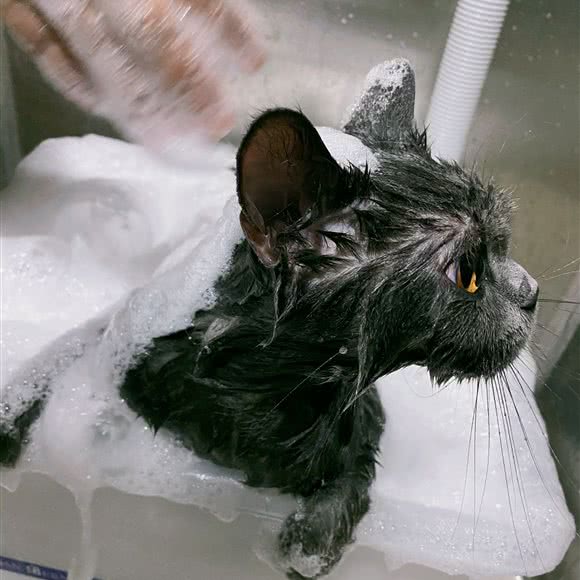 卿我宠物:重庆城区渝北区北部新区附近