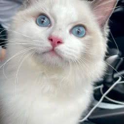 宠儿宠物生活馆:重庆城区渝北区北部新区附近